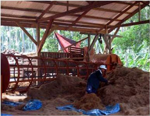 Decorticating  husk into fiber (coir)