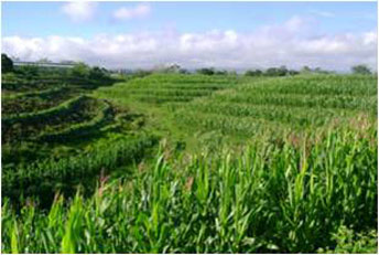 SALT (Slope Agriculture Land Technology) maximizes land use and conserves fertility.