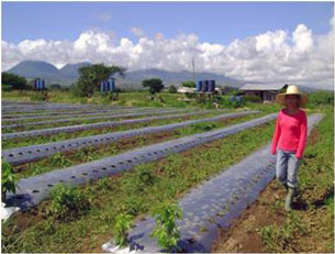 Bell pepper and carrots on the farm's flat areas.