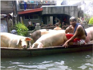 Saving livelihood during the typhoon Ondoy (international code name Ketsana)