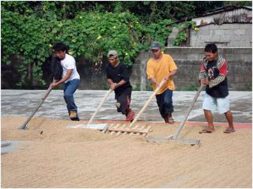Local jobs drying palay (unhusked rice)