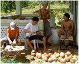 vcococonut